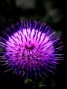 Macro