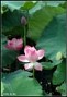 Hoa cỏ