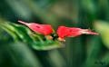 Macro