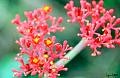 Closeup-Macro