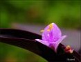 Macro