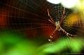 Macro
