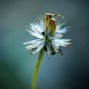 Macro